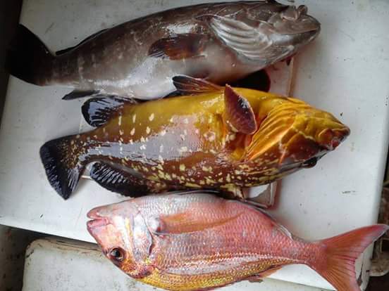MEROU FRAIS DU SENEGAL
