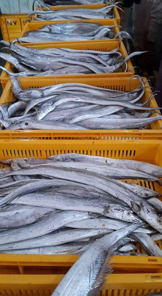 RIBBON FISH DU SENEGAL