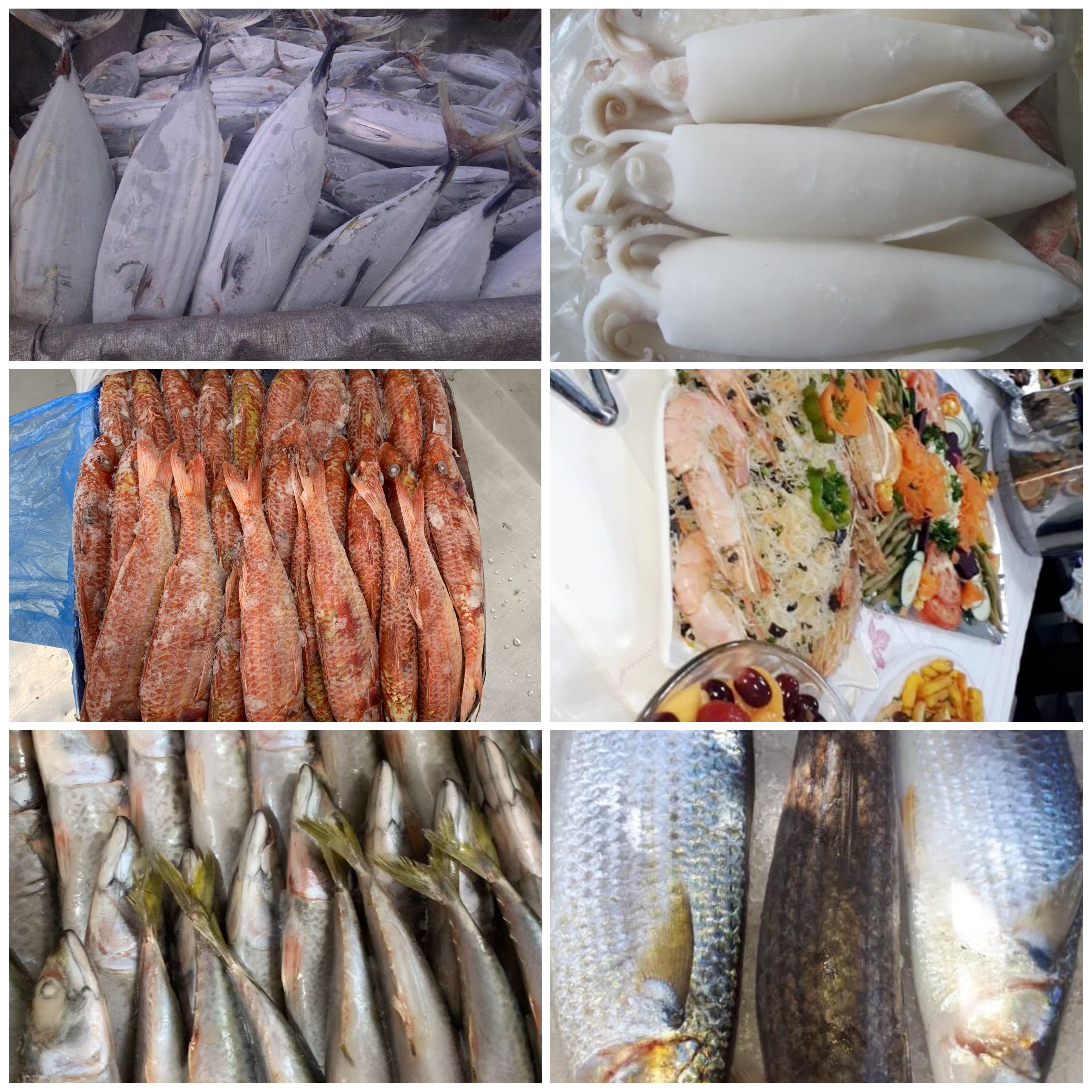 Seafood Export from Senegal