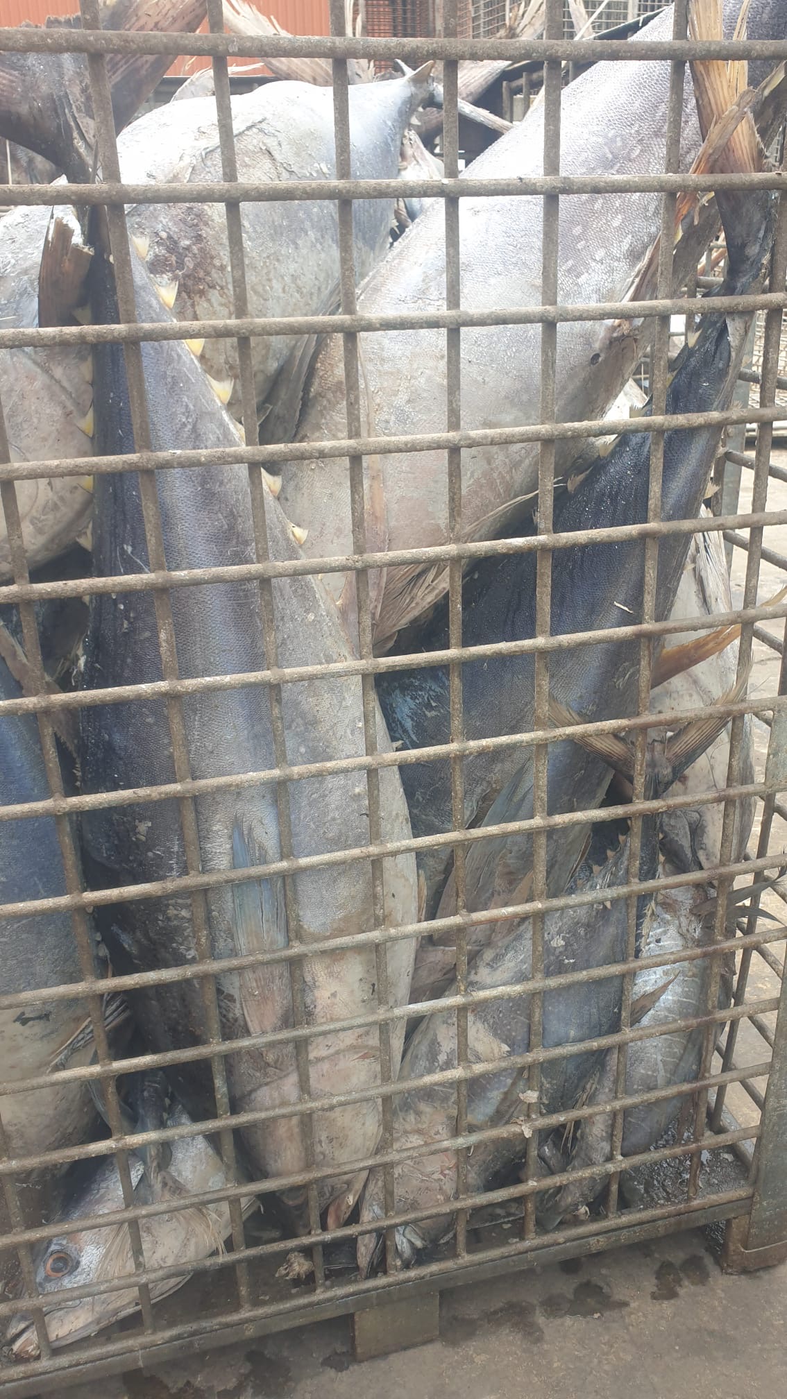 Thon Albacore Congelé