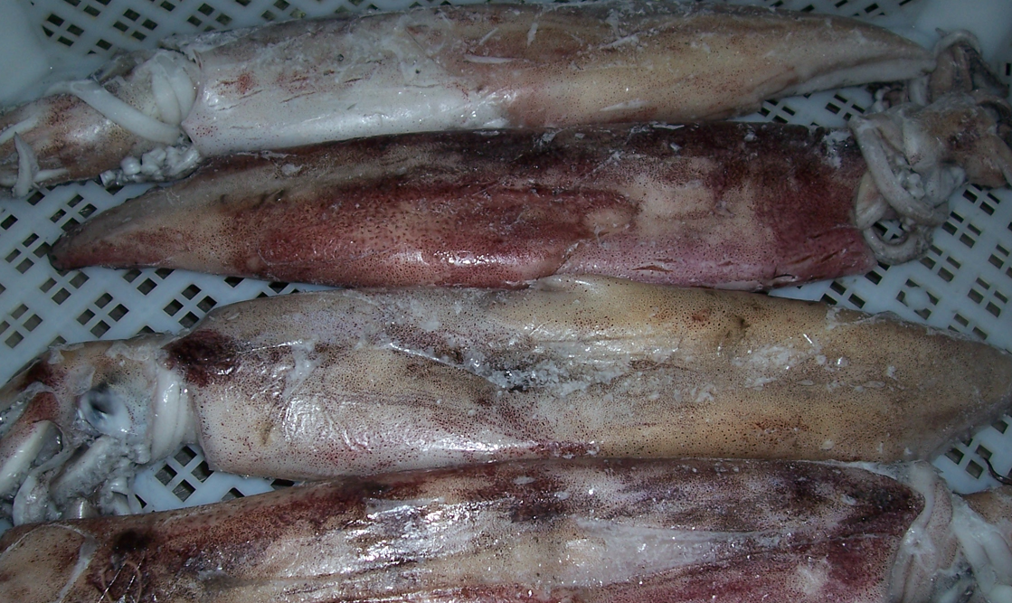 Calamar