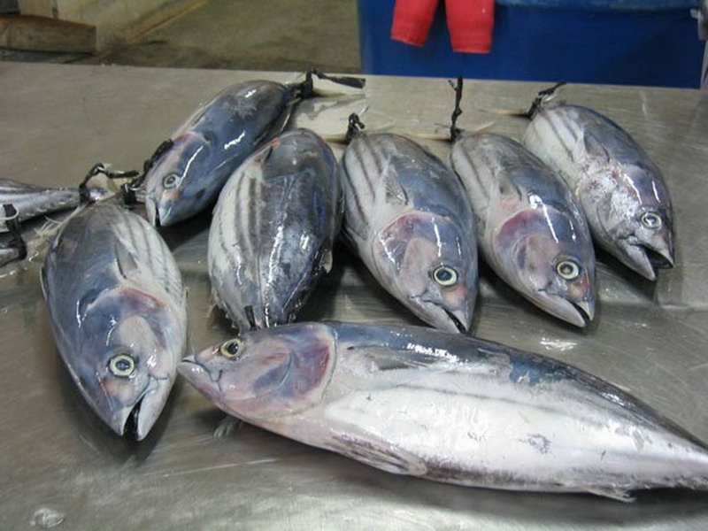 Thon Skipjack 