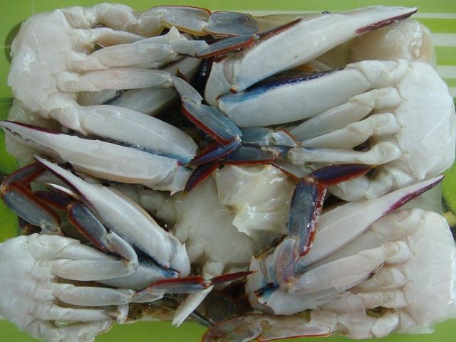 CRAB BLEUE